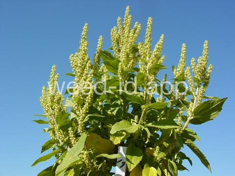 marshelder, annual